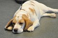 Afb_20130120_Nala (1)